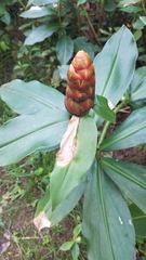 Costus spicatus, photograph author not stated, no rights reserved
