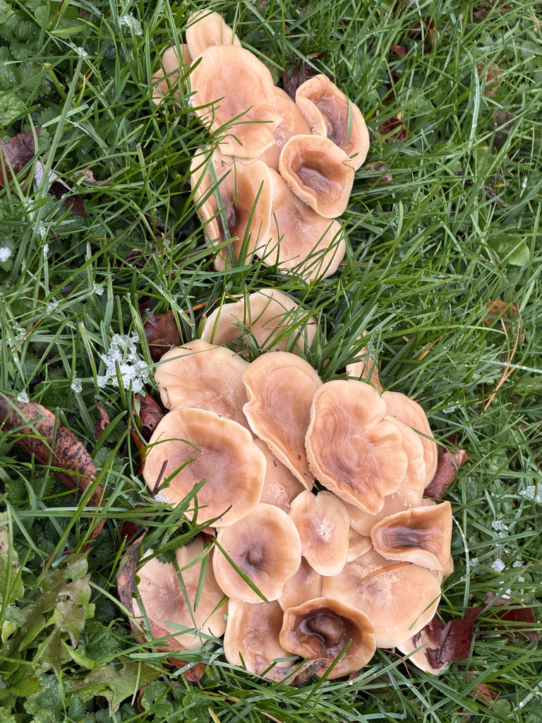 Lyophyllum decastes · November 2025 · photo: © fungee (iNaturalist, cc0)