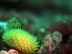 Proctonotidae