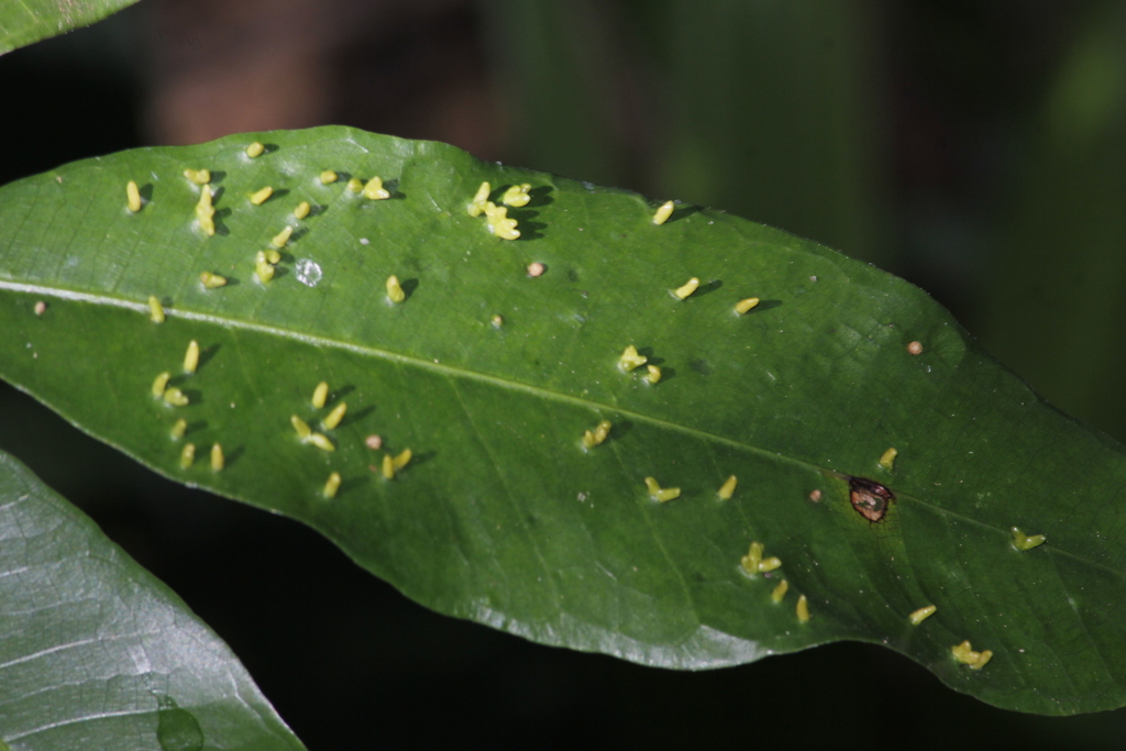 Trioza russellae