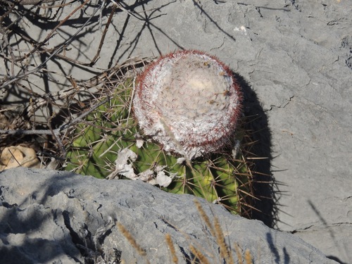 Melocactus curvispinus