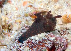 Nembrotha