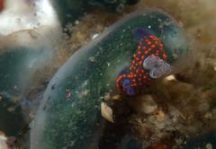 Nembrotha