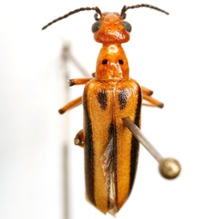 Pyrota discoidea
