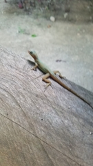 Anolis oculatus