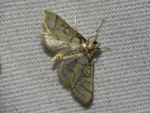 Beautiful Pseudopyrausta