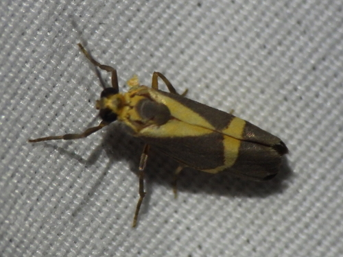 Thin-banded Lichen Moth photo 4