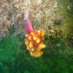Pyura gibbosa