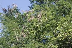 Diospyros tetrasperma