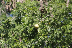 Diospyros tetrasperma