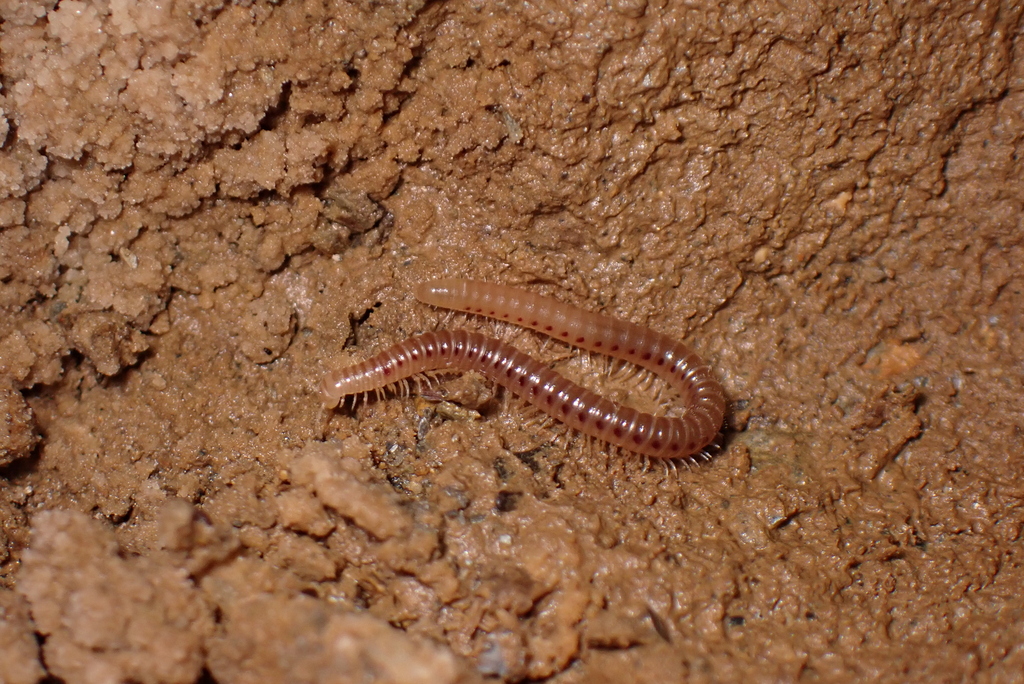 Blaniulus dollfusi