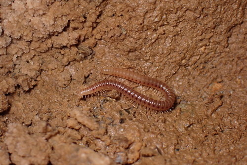 Blaniulus dollfusi
