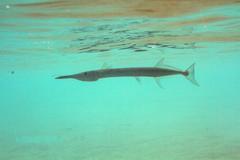 Tylosurus crocodilus crocodilus