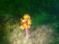 Pyura gibbosa