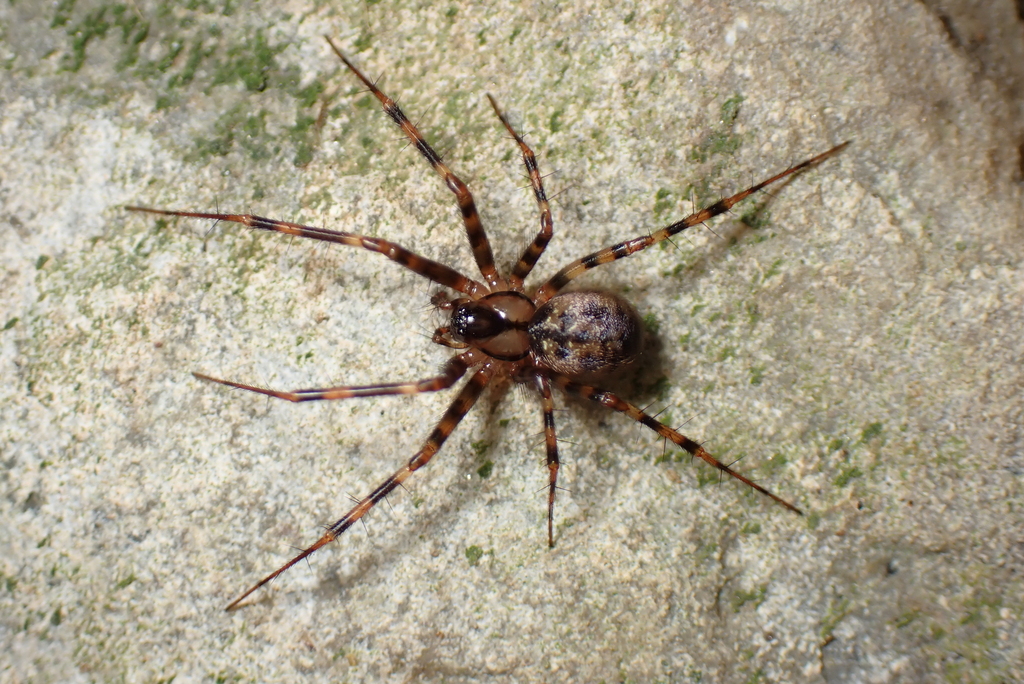 Labulla flahaulti