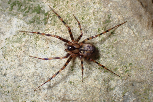 Labulla flahaulti