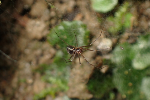 Tenuiphantes cantabropyrenaeus