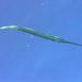 California Needlefish - Photo (c) craigjhowe, some rights reserved (CC BY-NC-ND)