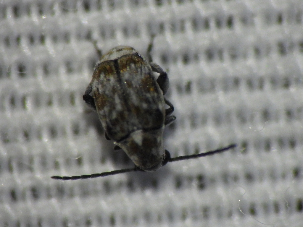 Snakewood Bruchid