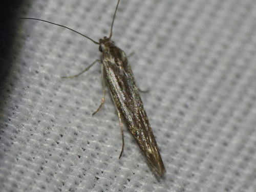 Neoscythris fissirostris photo 3