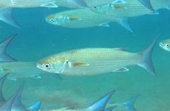 Crenimugil crenilabis