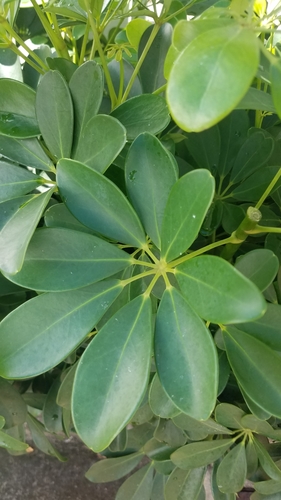 Heptapleurum arboricola