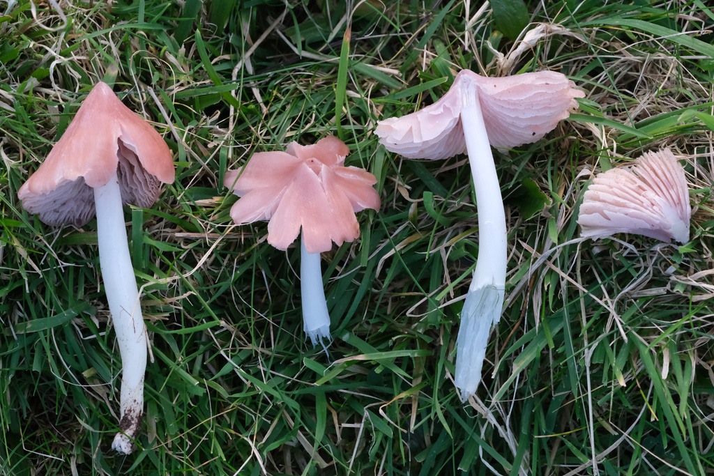 Porpolomopsis calyptriformis · November 2025 · photo: © f-sundw (iNaturalist, cc-by)