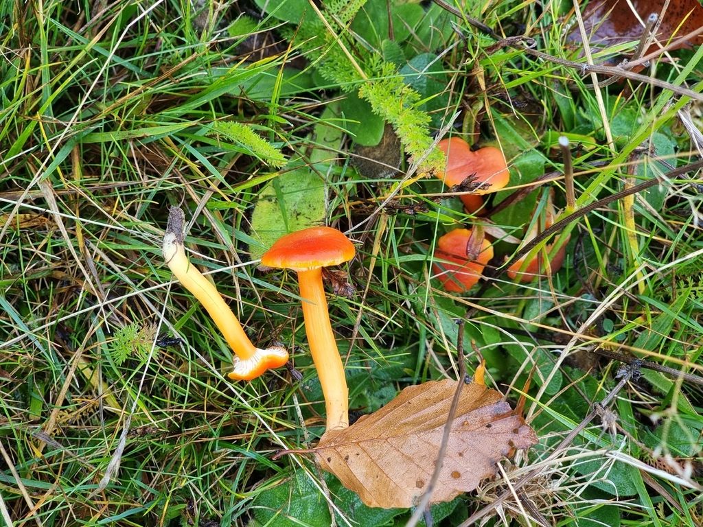 Hygrocybe reidii · November 2025 · photo: © james_ferns_etc (iNaturalist, cc-by-nc)