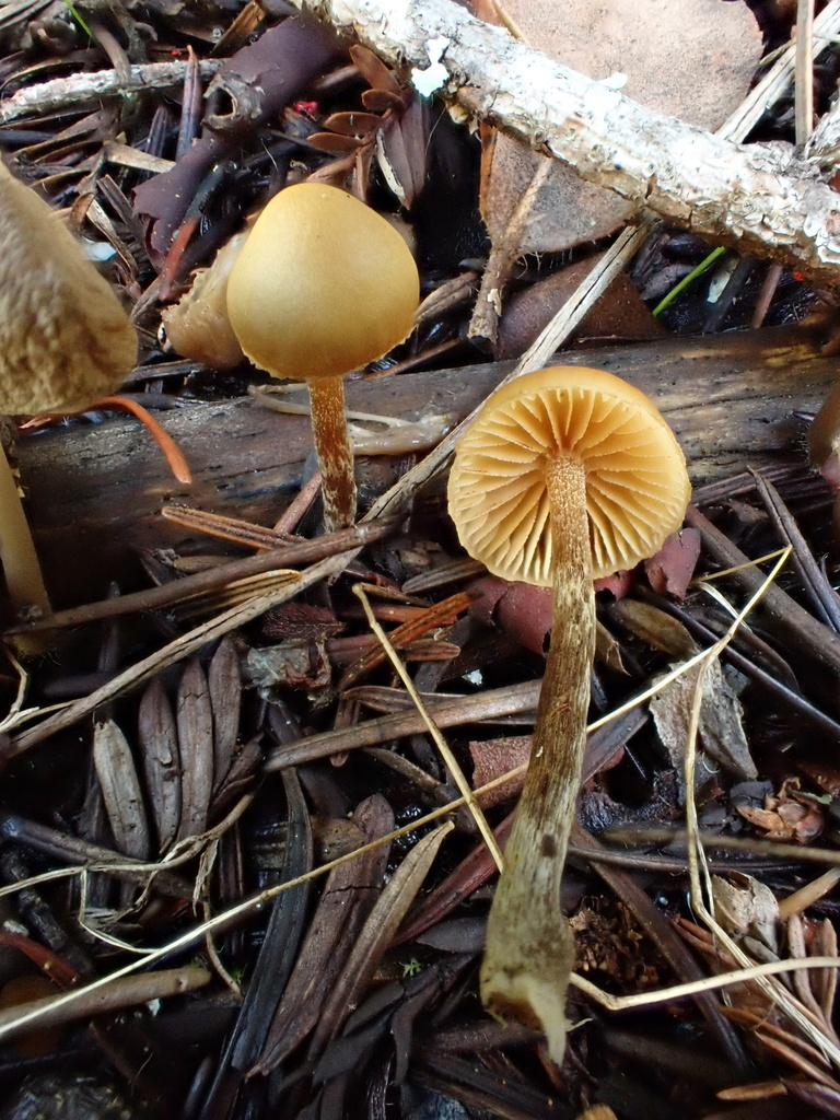 Galerina badipes · November 2025 · photo: © reago (iNaturalist, cc-by)