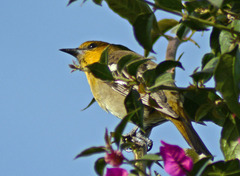 Icterus abeillei