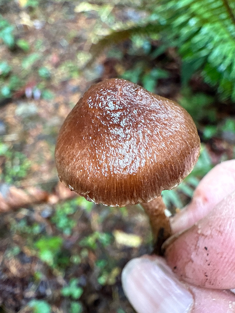 Fiber Caps in November 2025 by ym_wang_pnw · iNaturalist