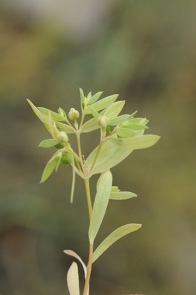 Euphorbia densa