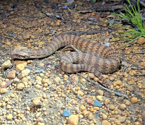 Southern Death Adder sighting