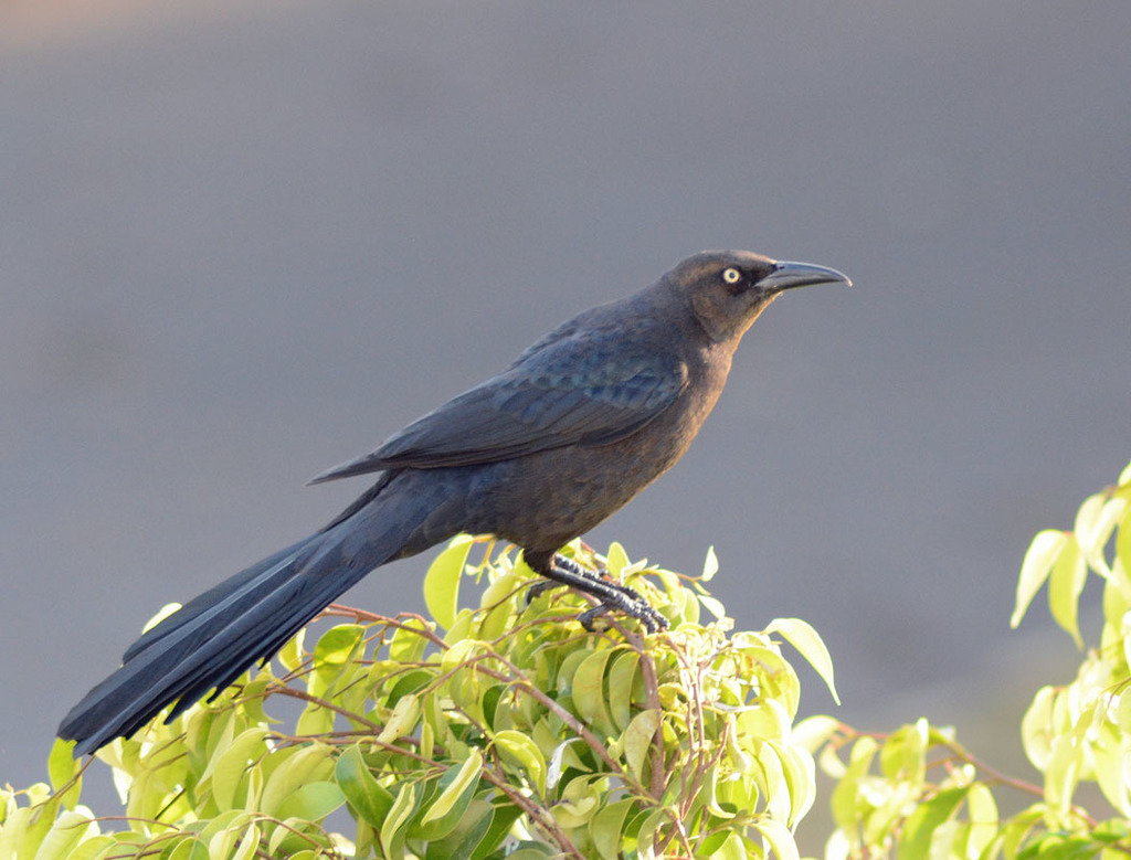 Greattailed Grackle from La Concepcion Zavaleta on January 2, 2020 at