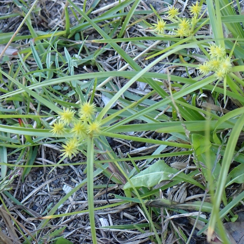 Baldwin's Flatsedge (Cyperus croceus)