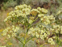 Prangos pabularia
