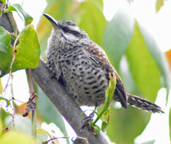 Campylorhynchus jocosus