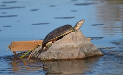 Apalone spinifera emoryi