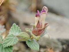 Scutellaria karatavica