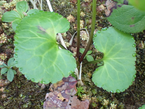 Deer-cabbage (Nephrophyllidium crista)