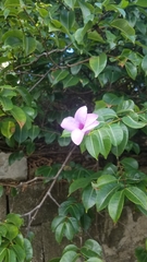Cryptostegia