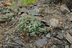 Scutellaria karatavica