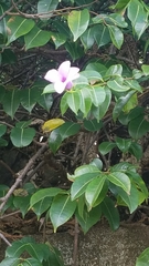 Cryptostegia