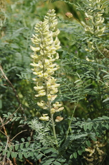 Sophora pachycarpa