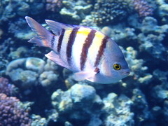 Indo-Pacific Sergeant photo 2
