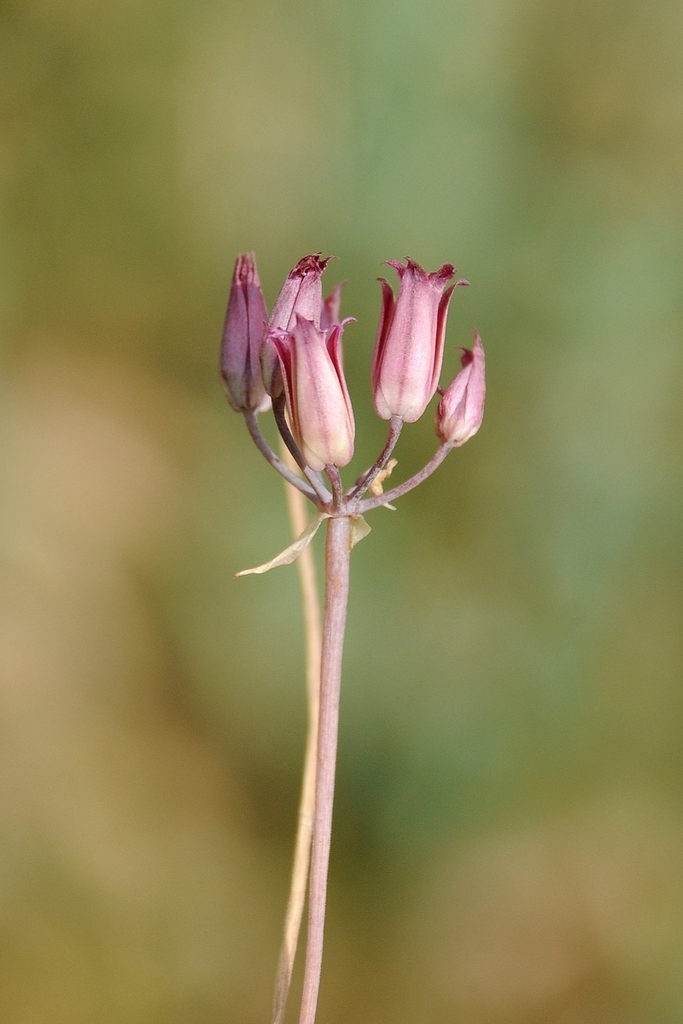 Allium Subg. Vvedenskya