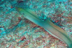 Gymnothorax castaneus