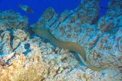 Gymnothorax castaneus