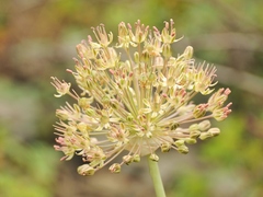 Allium taschkenticum