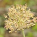 Allium taschkenticum - Photo (c) vladimir_epiktetov, algunos derechos reservados (CC BY-NC), subido por vladimir_epiktetov